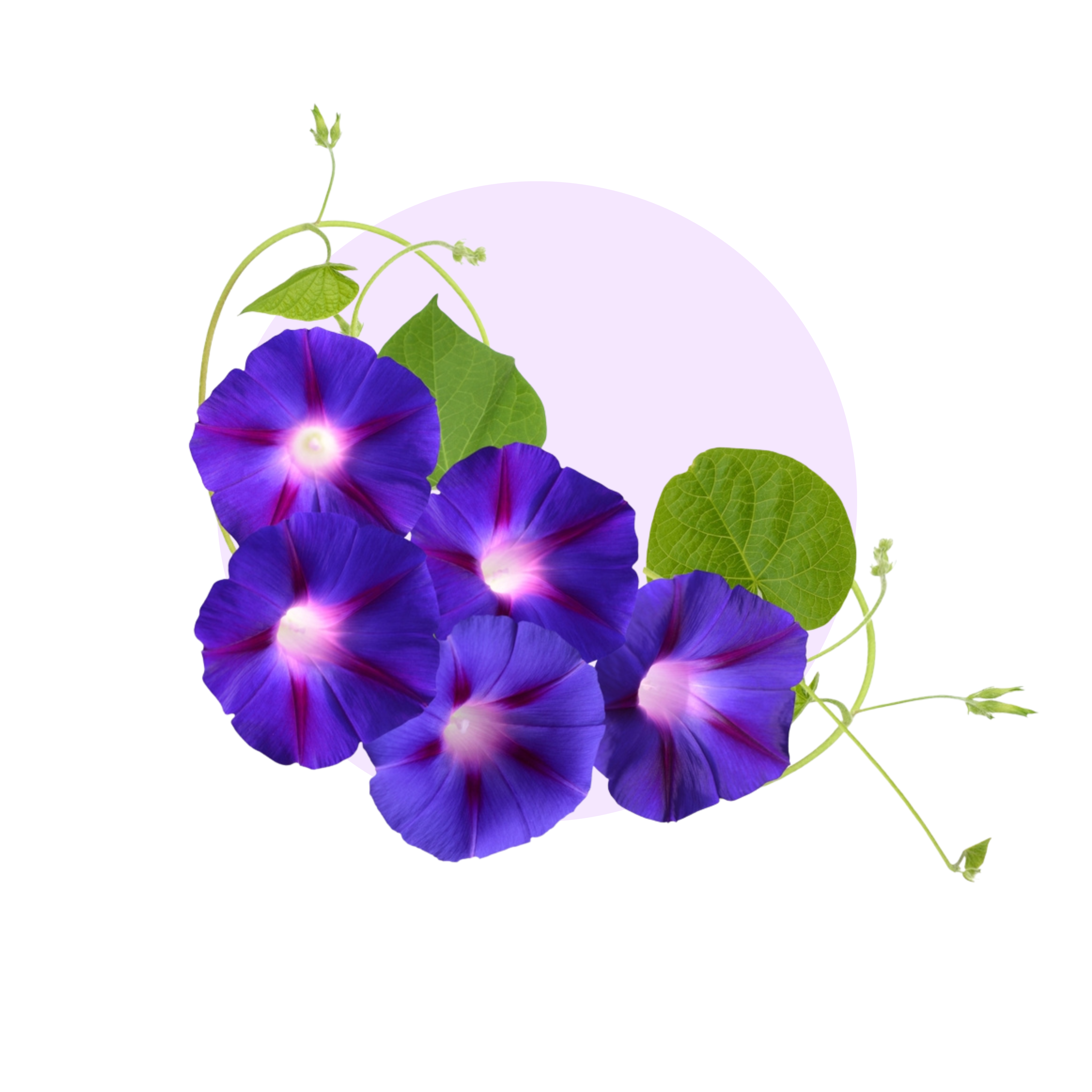 Shankhpushpi & Brahmi 