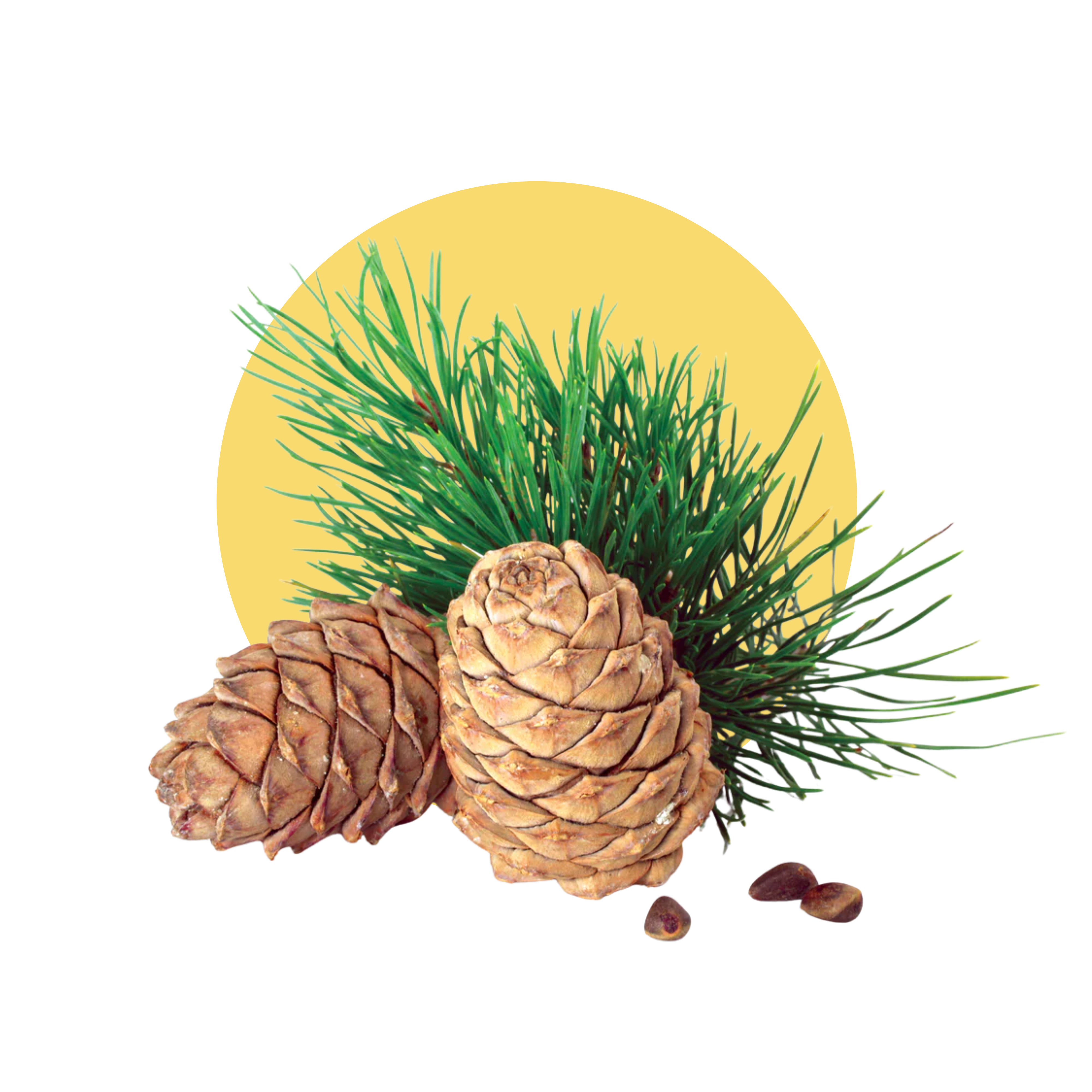 Cedarwood Essential Oil