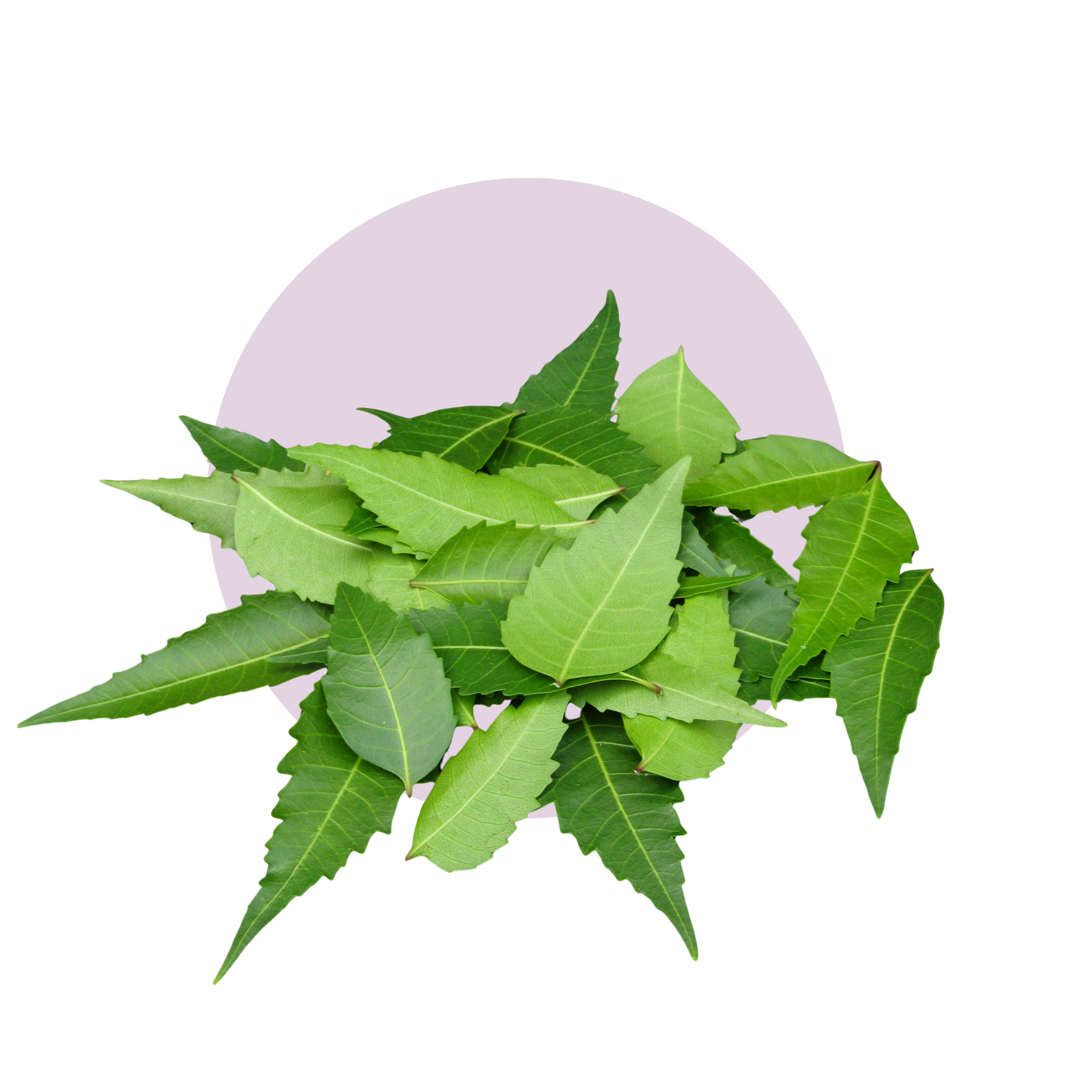Neem Extract