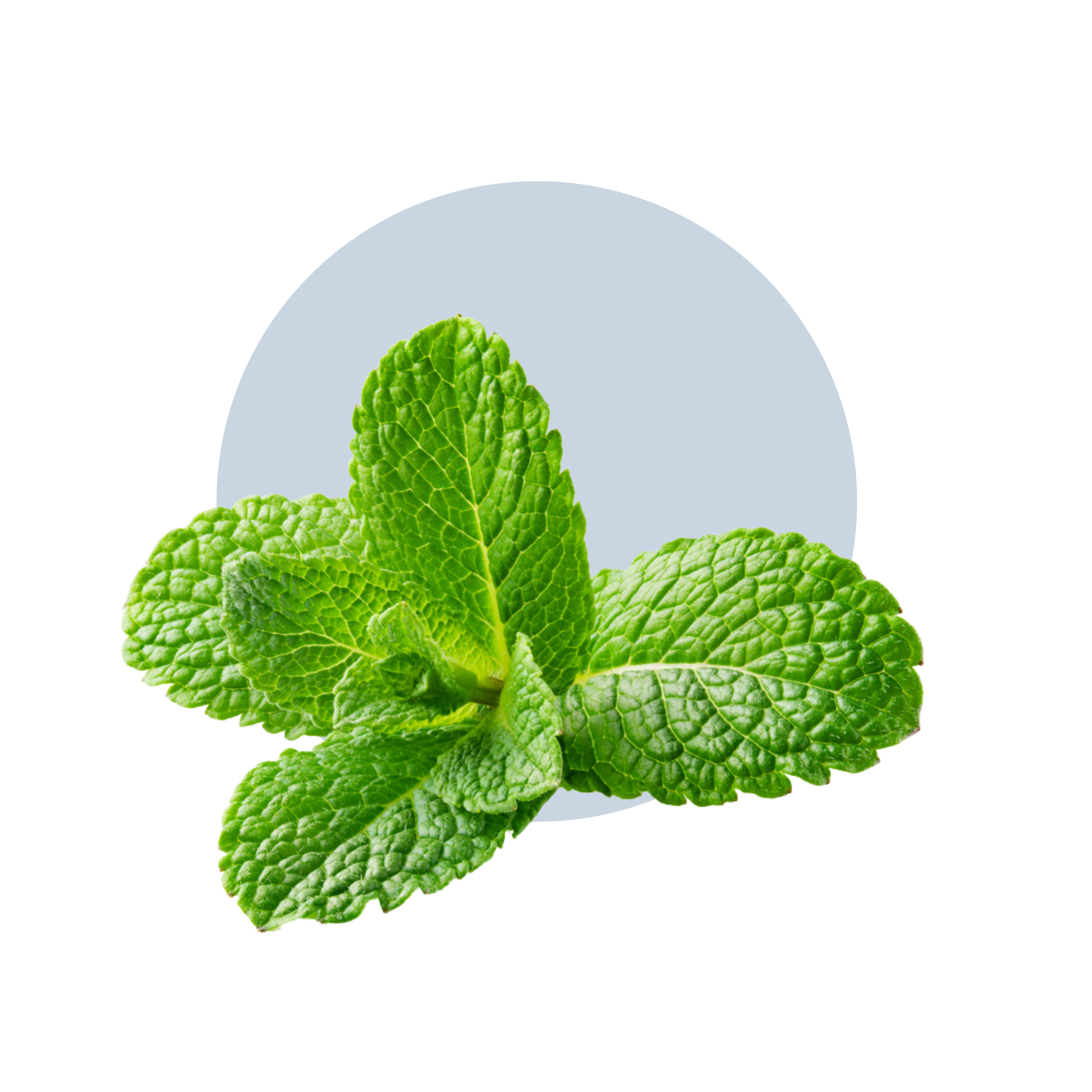 Menthol Herbs