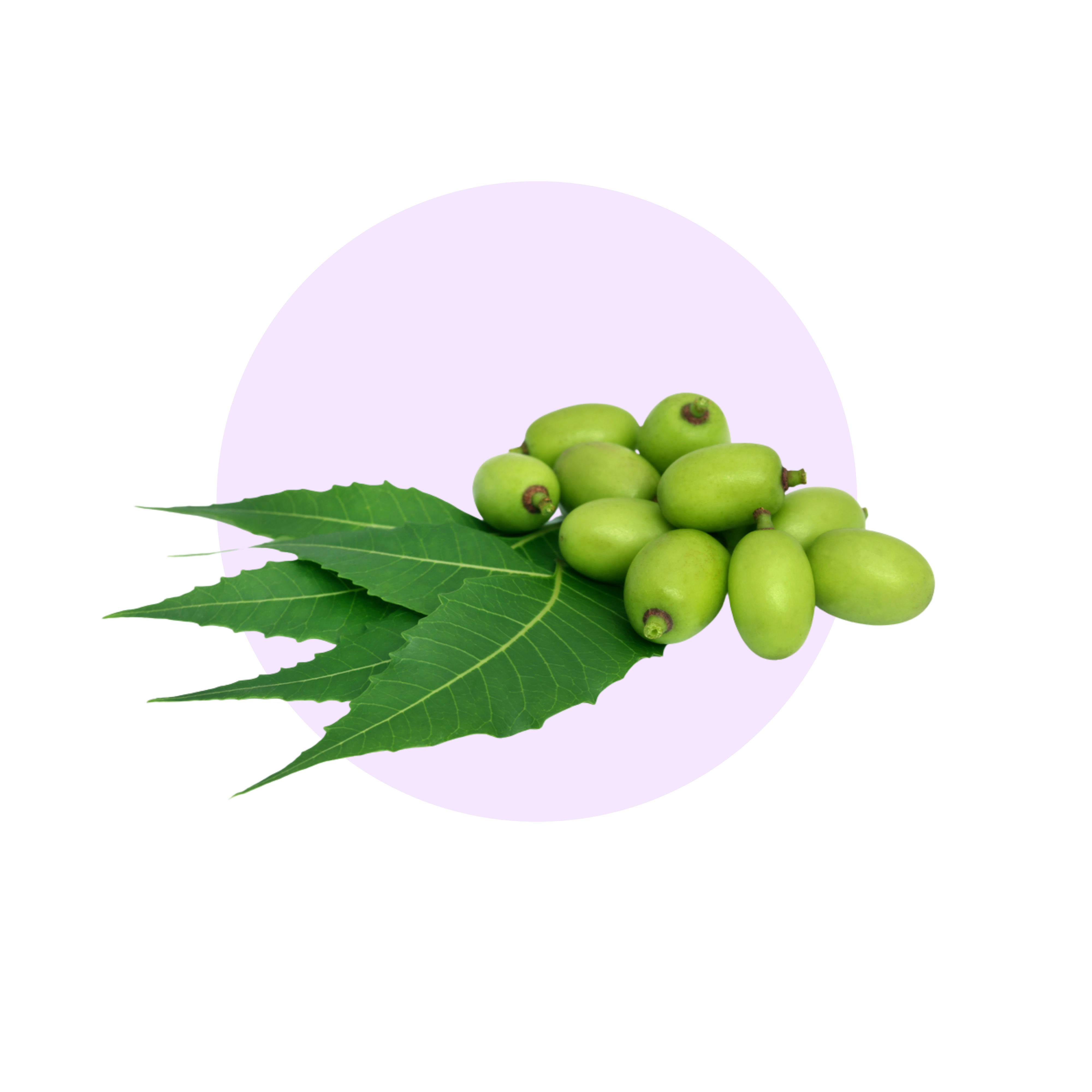 Nimba (Neem) & Saurabhanimba 