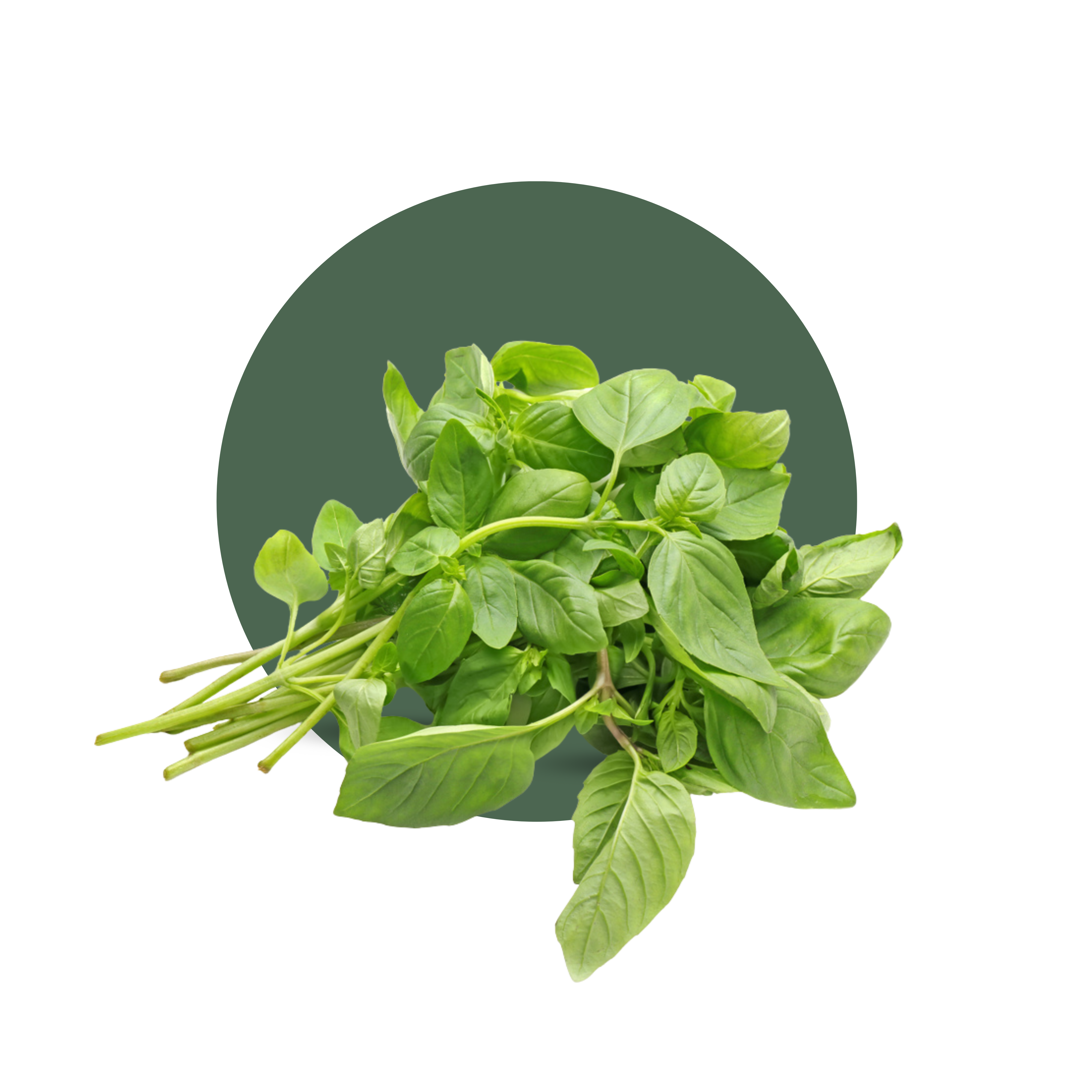 Basil Oil 