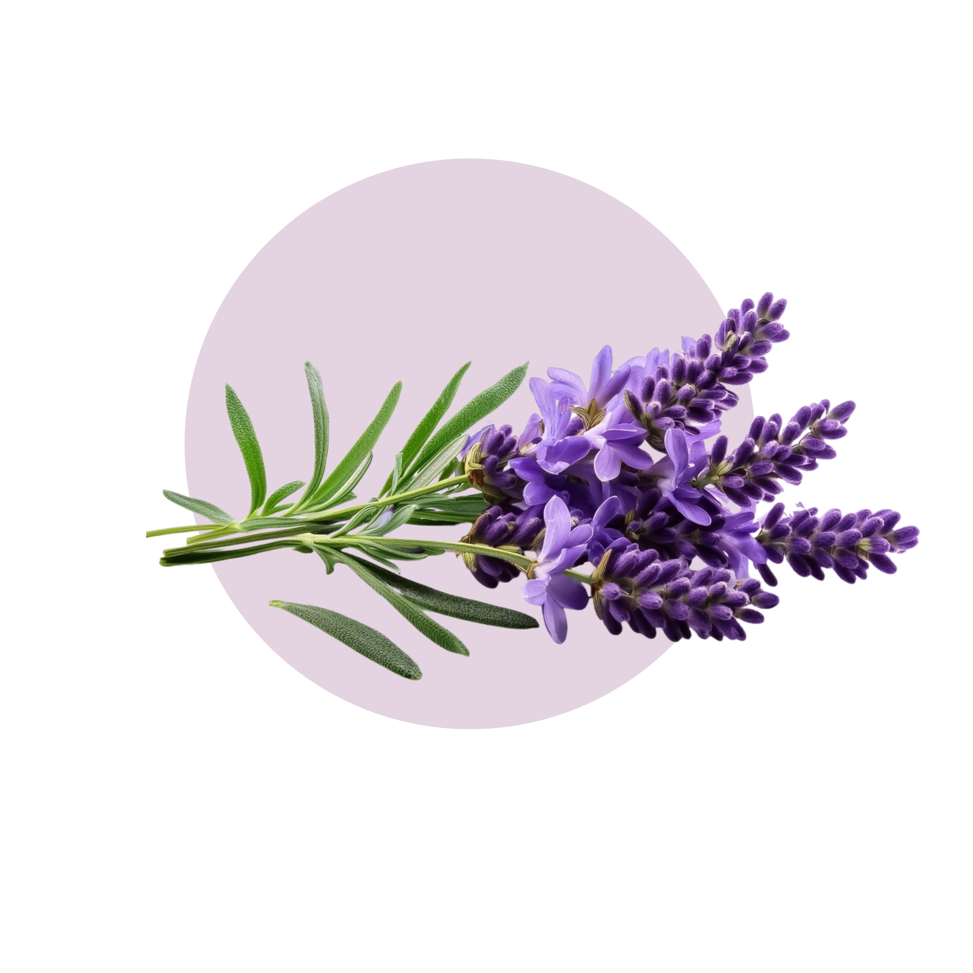 Lavender Oil