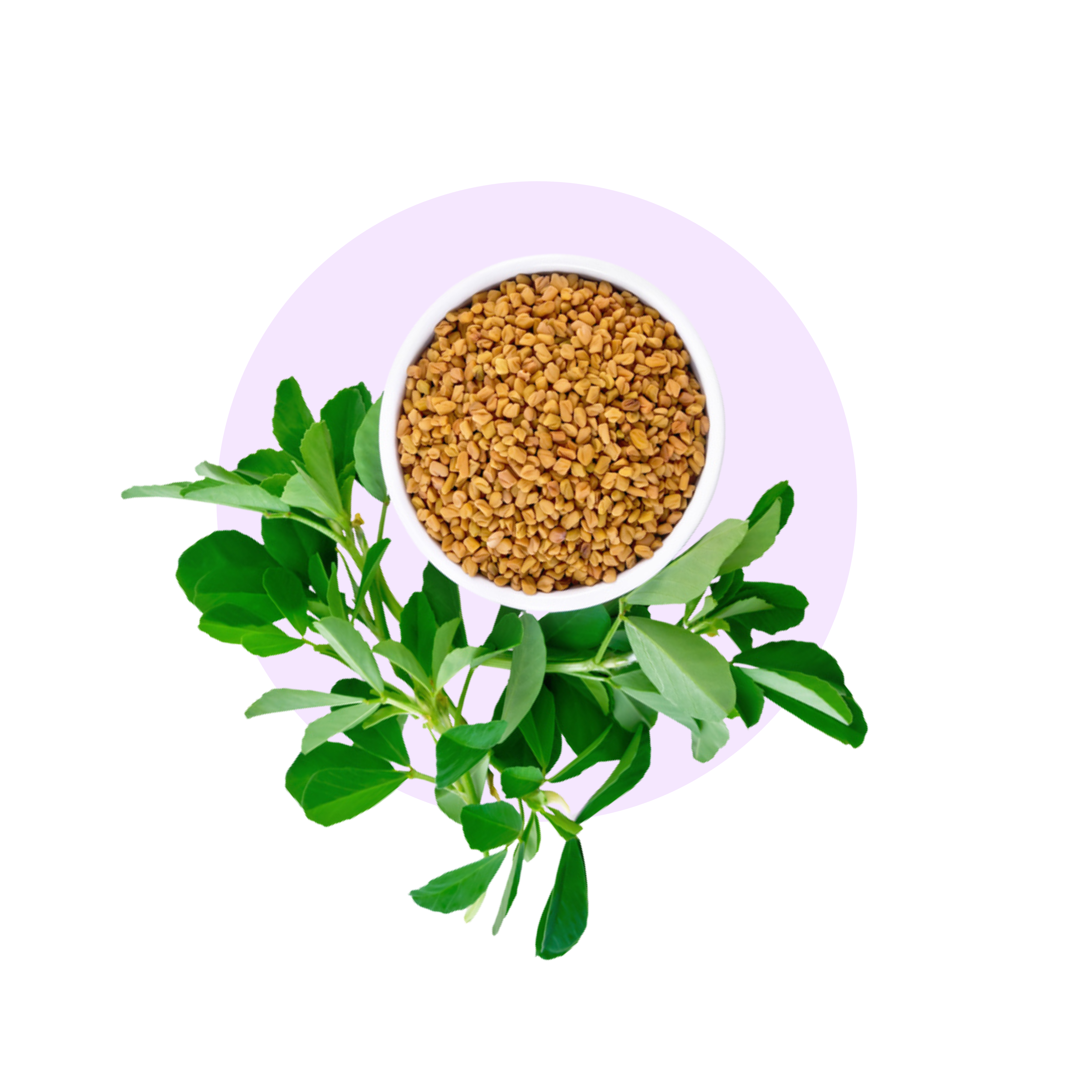 Fenugreek