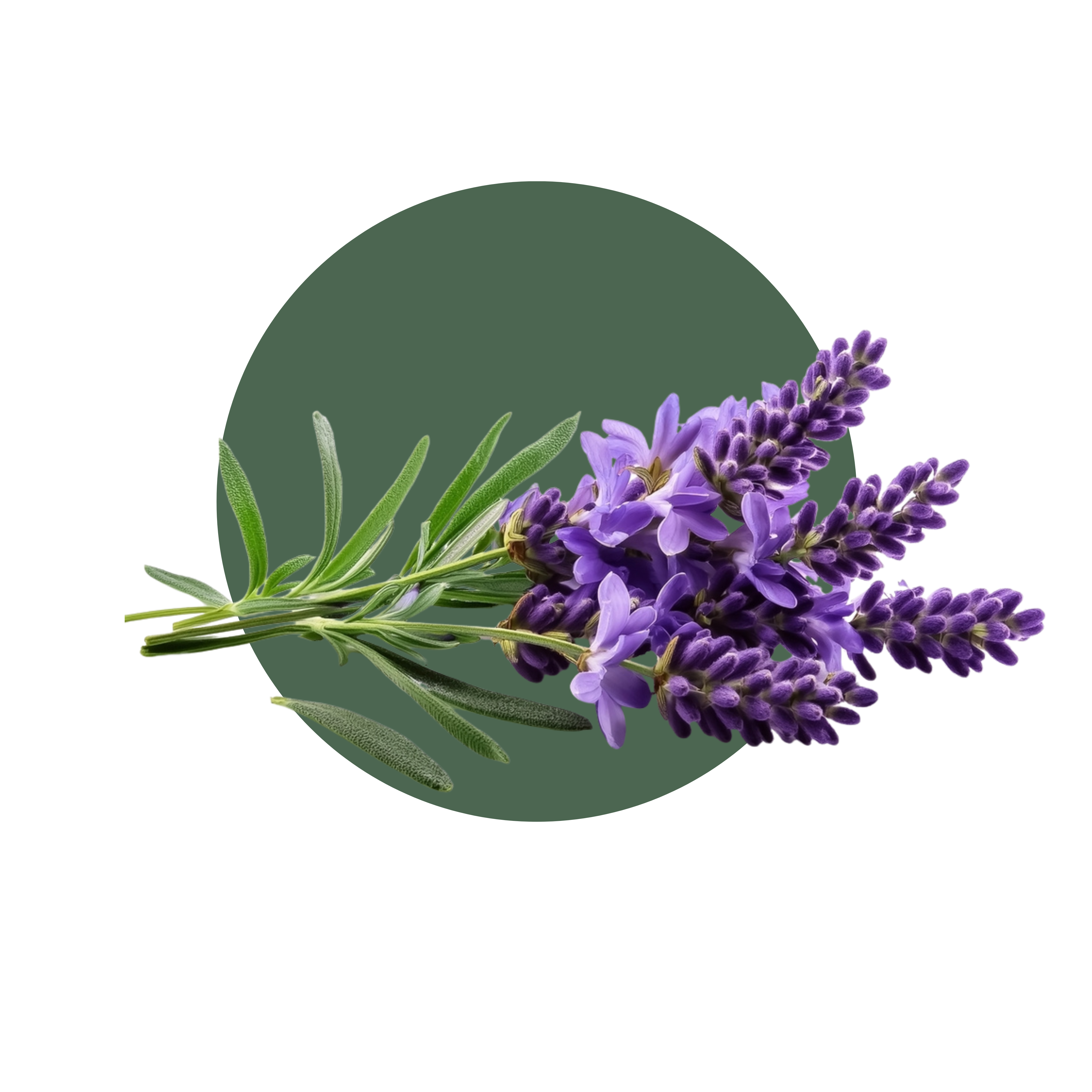 Lavender Oil 