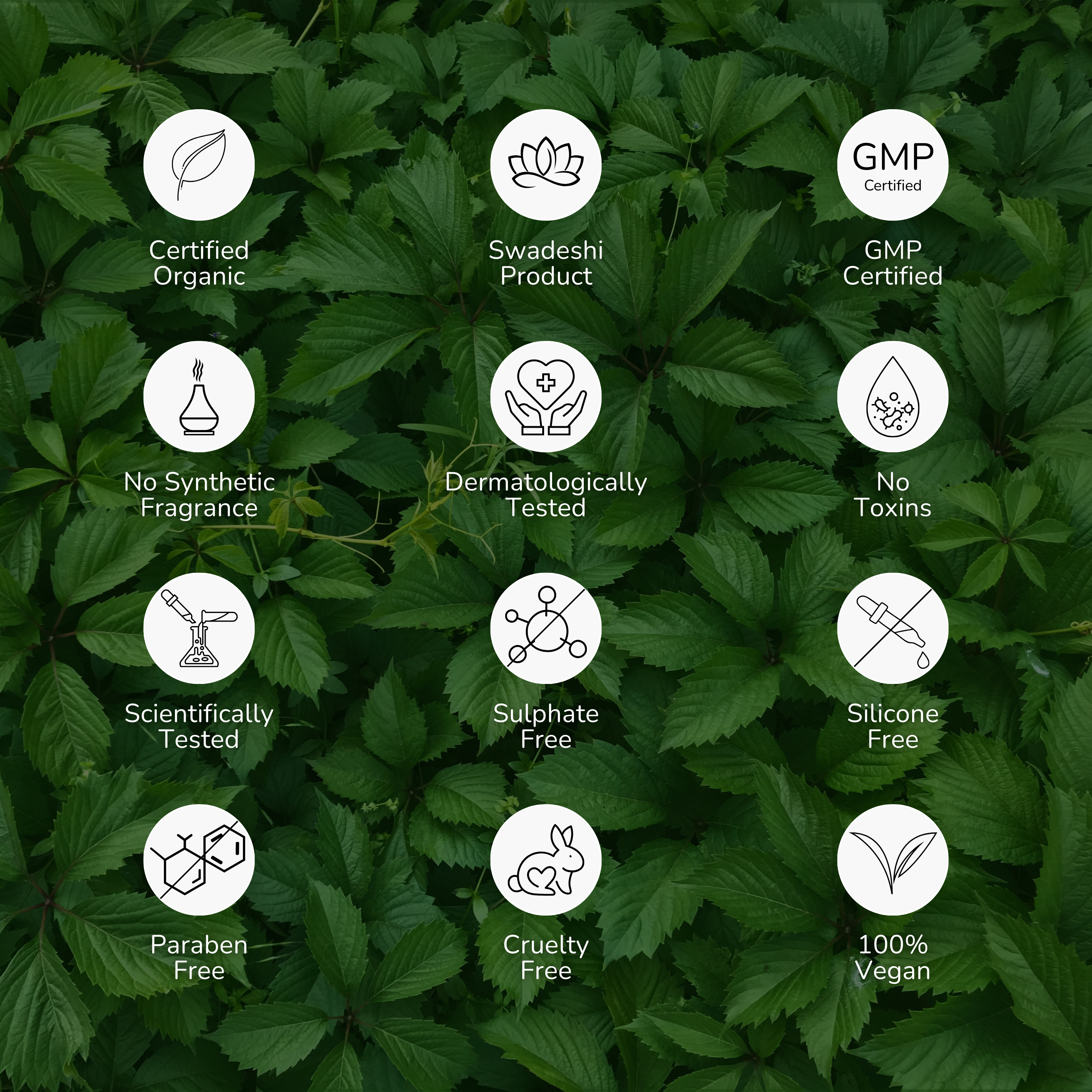 Anti-Aging Green Tea Cognitive Booster